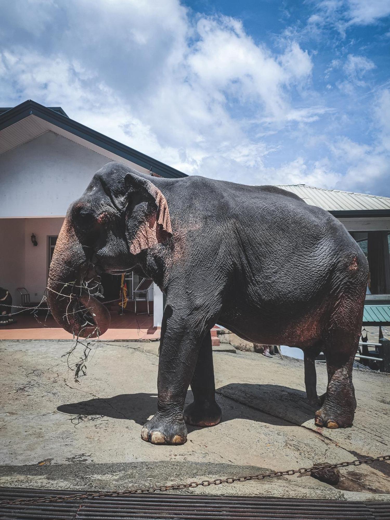 Hotel Elephant Park - New Deal! Half Off Airport Pickups Available Pinnawala  Eksteriør bilde