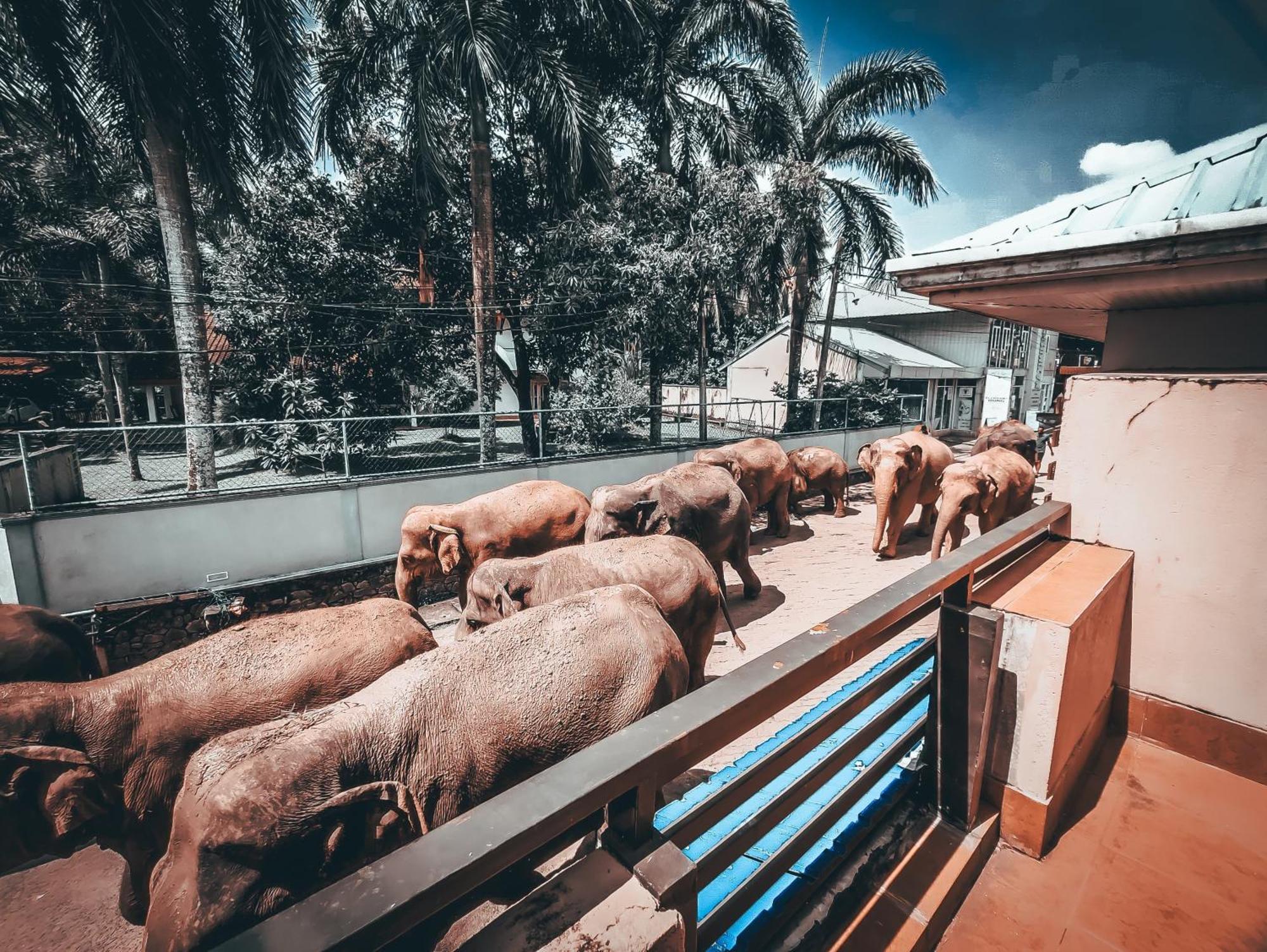 Hotel Elephant Park - New Deal! Half Off Airport Pickups Available Pinnawala  Eksteriør bilde