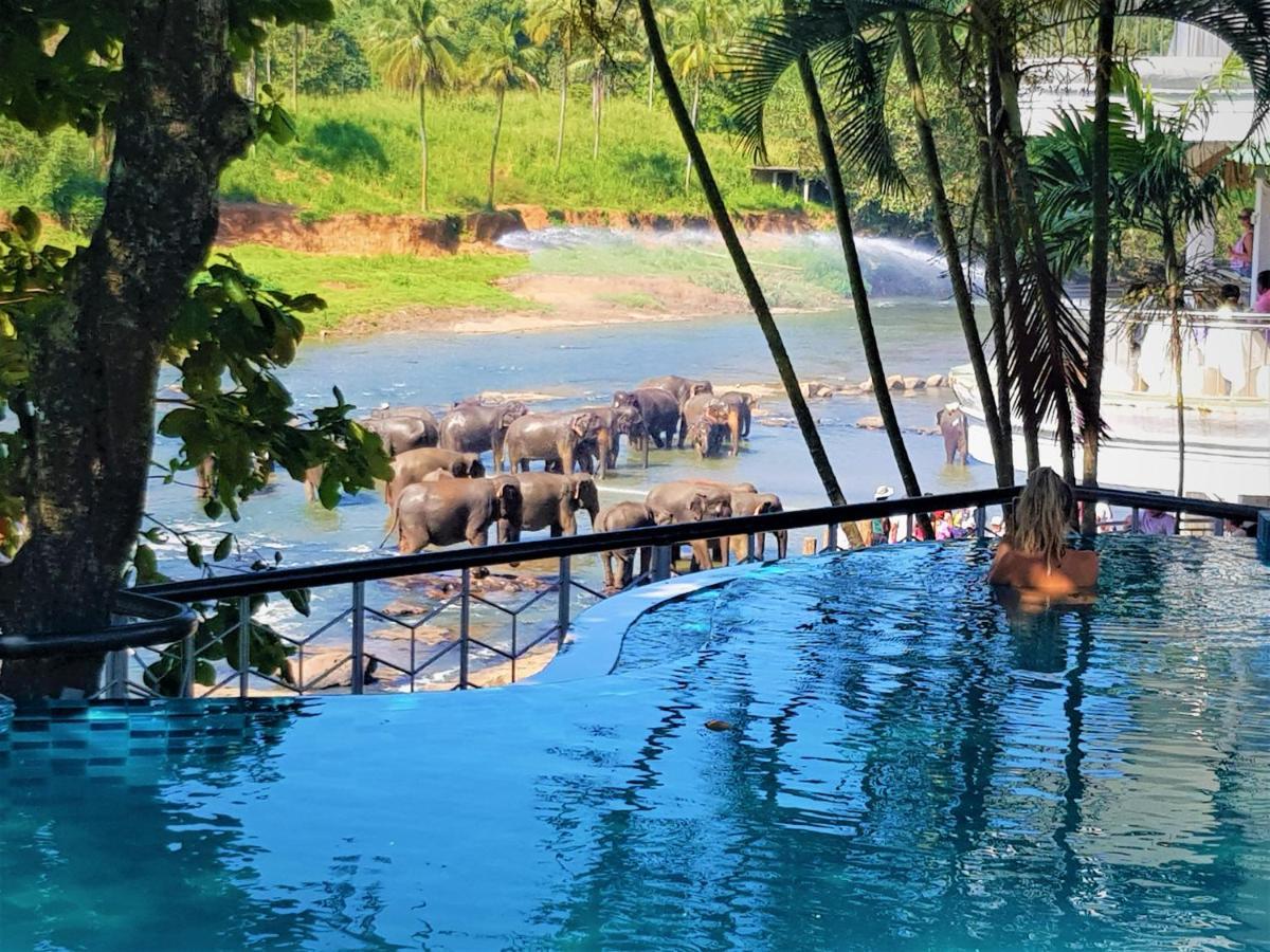 Hotel Elephant Park - New Deal! Half Off Airport Pickups Available Pinnawala  Eksteriør bilde